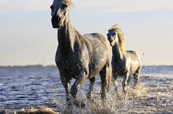 41 Horse Quiz Questions And Answers: Equestrian