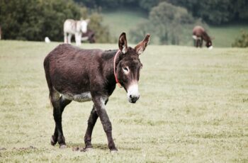 35 Donkey Trivia Quiz Questions and Answers: Beasts of Burden