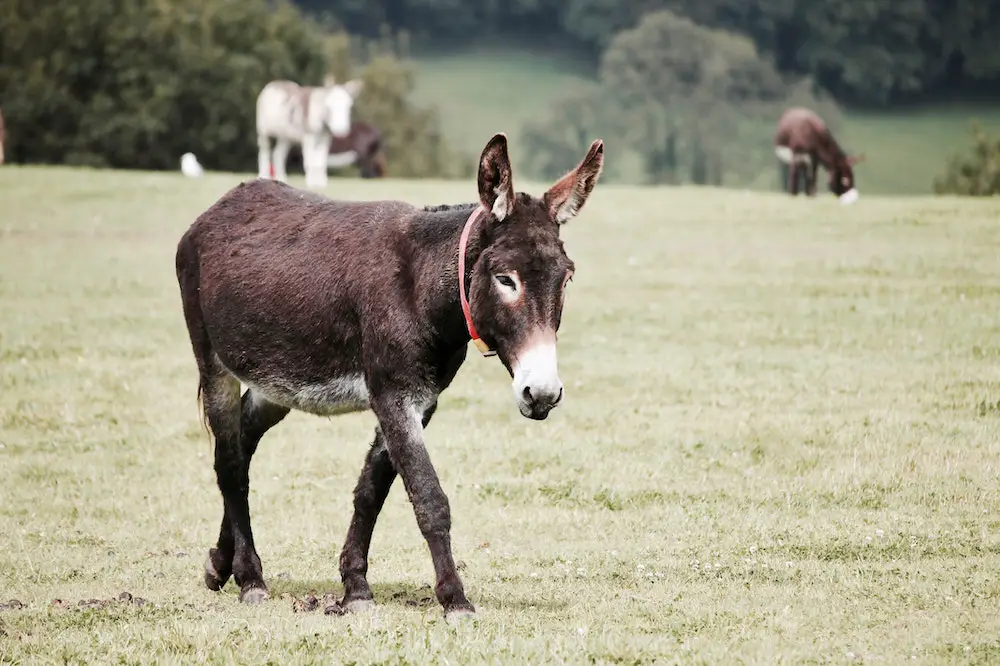 donkey trivia quiz questions and answers