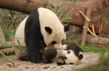 Panda Quiz Questions And Answers: Cuteness