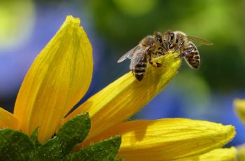 45 Bees Quiz Questions And Answers: Honey