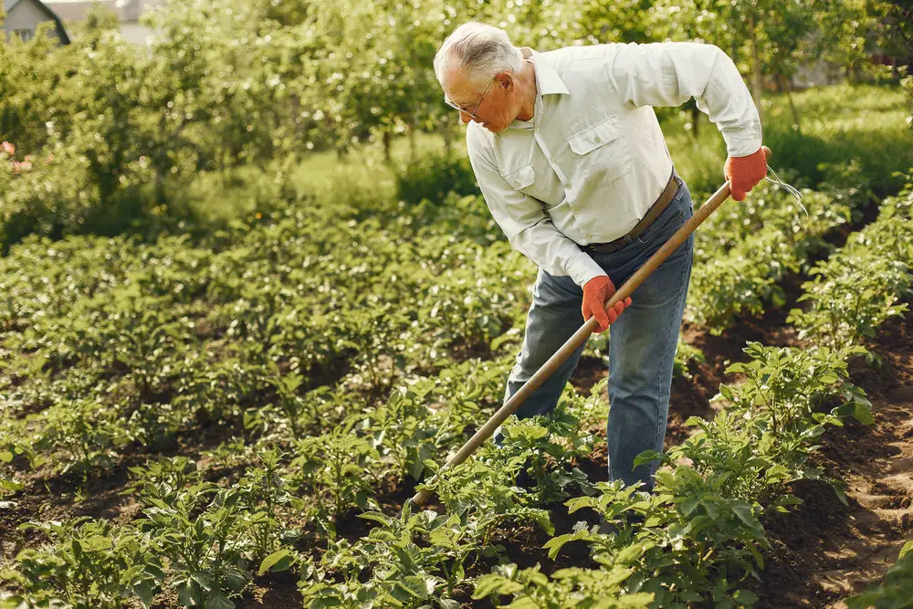 Gardening Quiz Questions And Answers: Plants