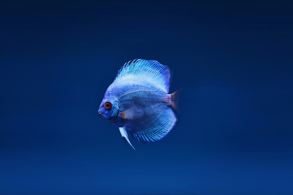 Fish Quiz Questions And Answers