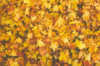 30 Autumn Quiz Questions and Answers: Falling