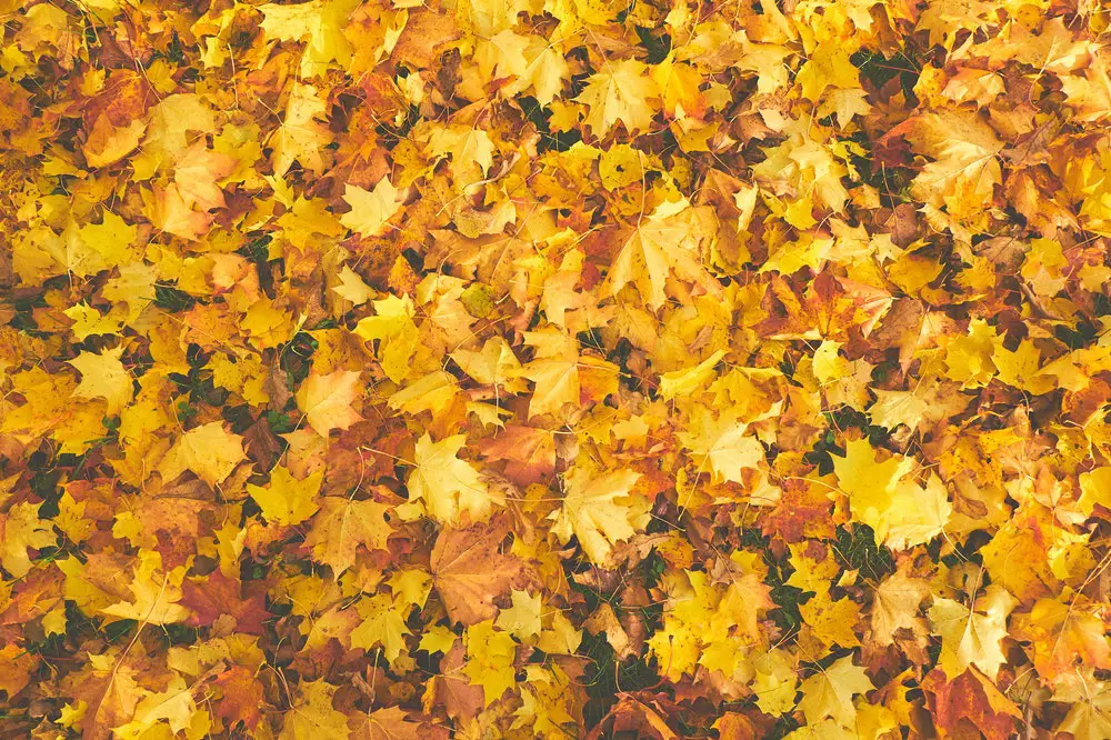 30 Autumn Quiz Questions and Answers: Falling