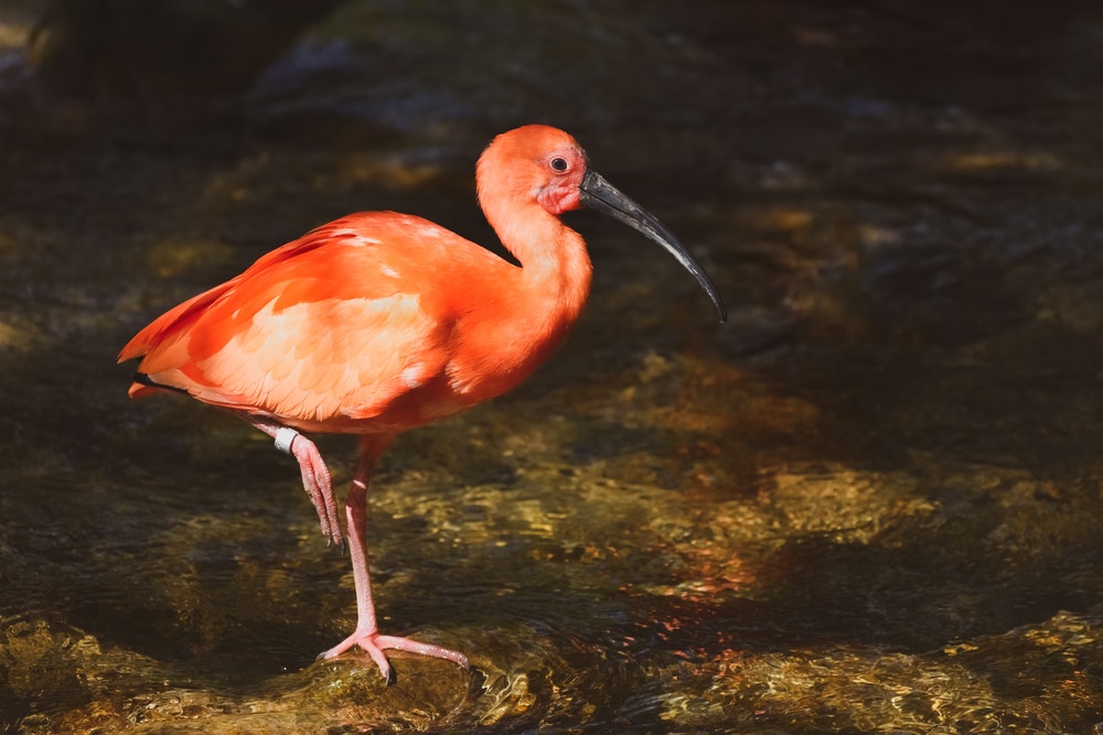 11. scarlet ibis