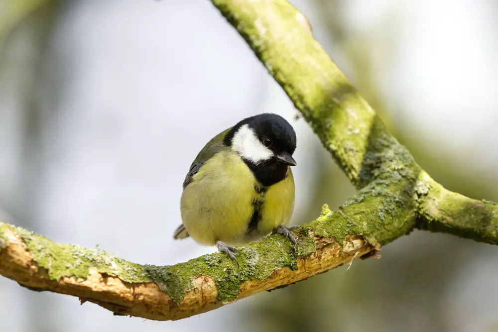 12. great tit