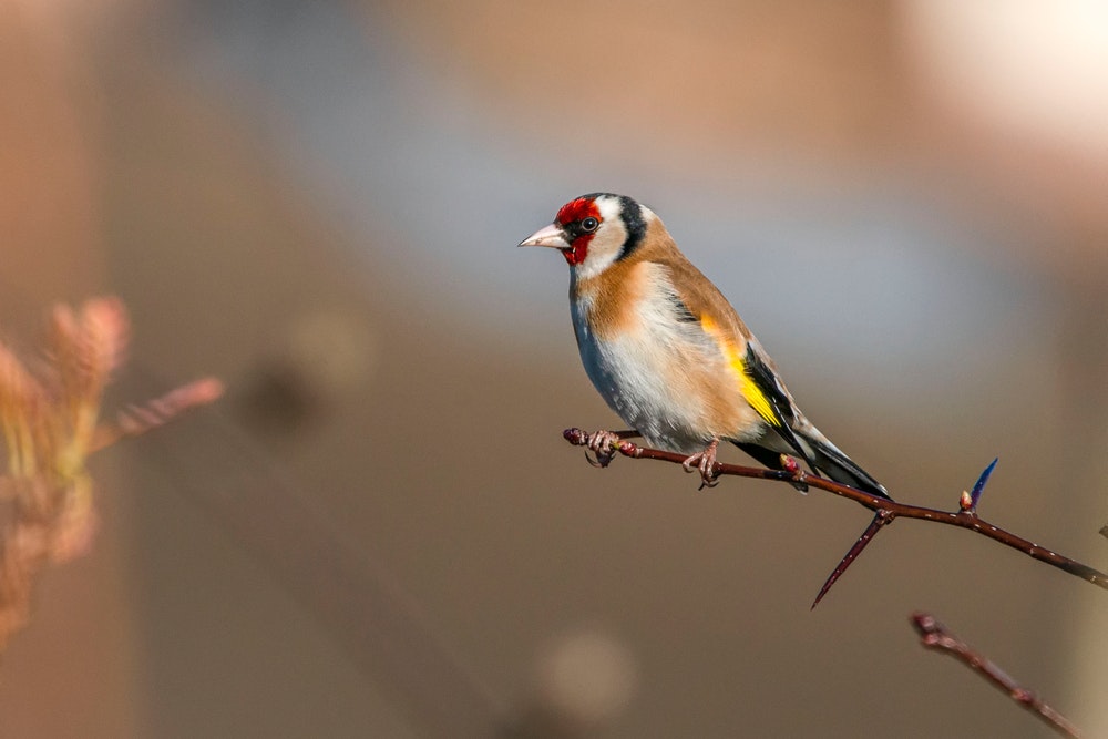 13. goldfinch