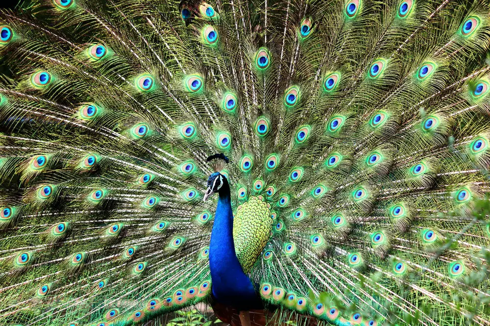 17. peacock