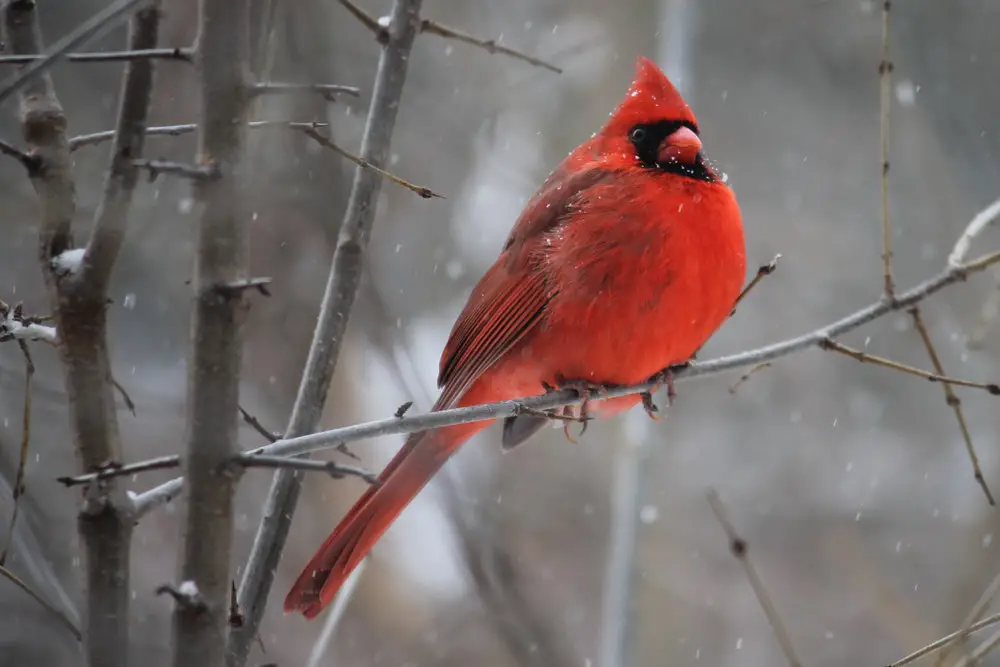 26. northern cardinal