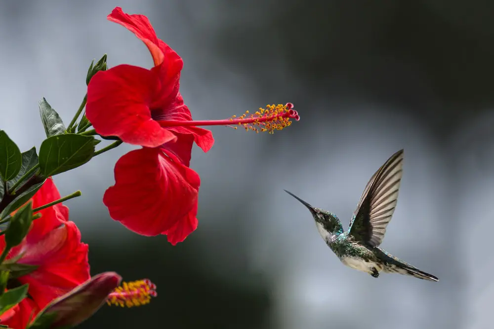 3. hummingbird