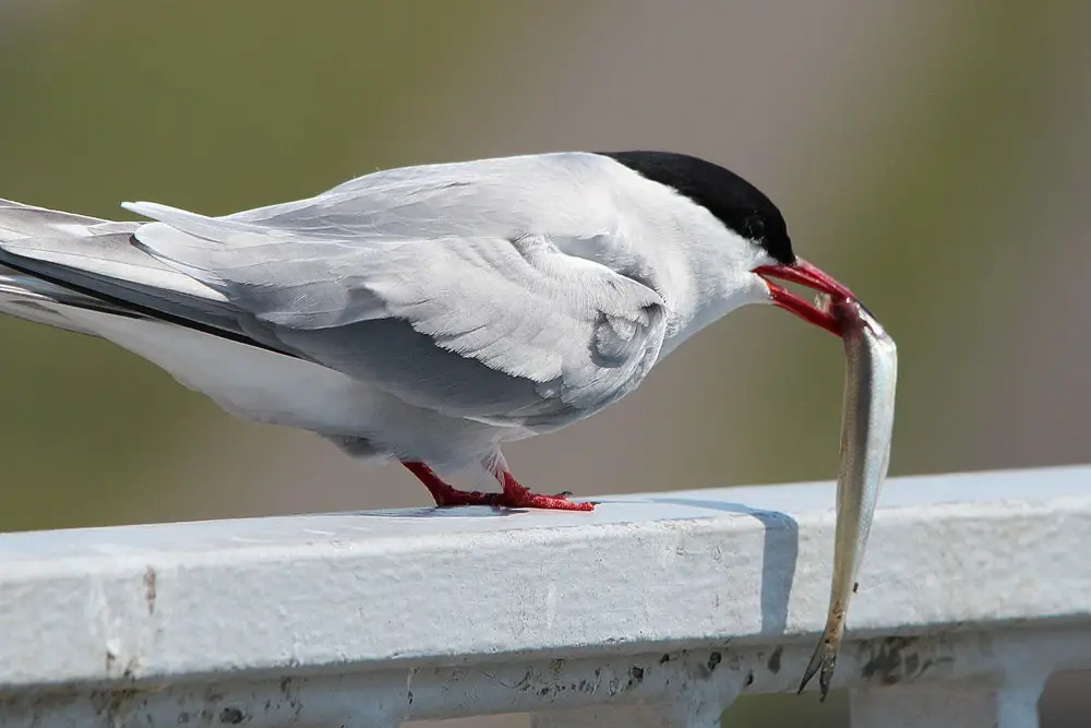 8. arctic tern