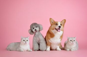 30 Famous Cats And Dogs Quiz Questions and Answers: Pets