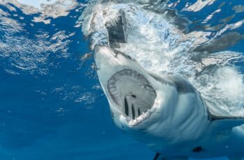 33 Shark Quiz Questions And Answers: Jaws