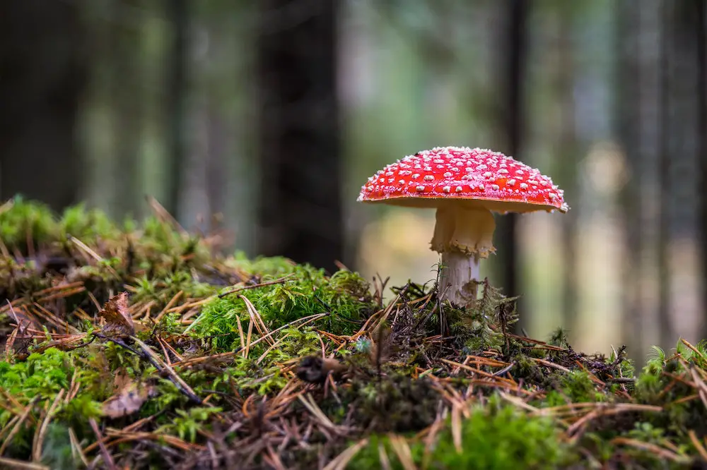 Mushroom Quiz Questions And Answers